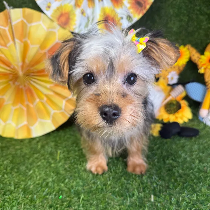 Female Silky Terrier puppy named Shorty for sale at Puppy Dreams - Arlington.