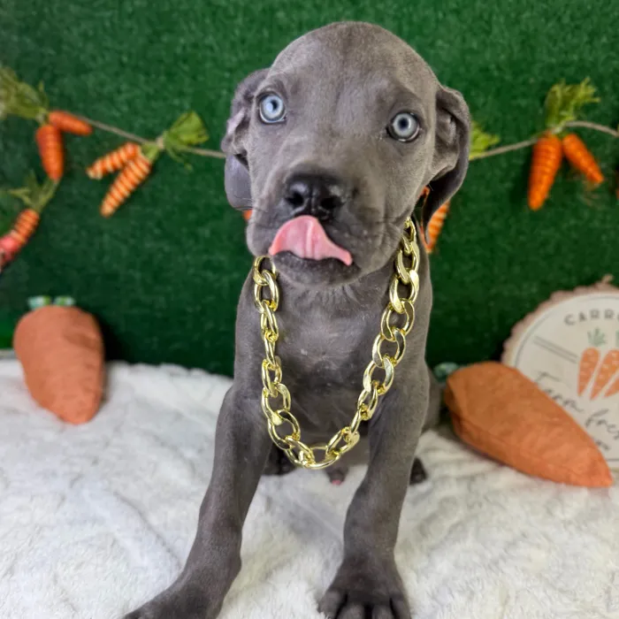 Male Cane Corso puppy named Atlas for sale at Puppy Dreams - Garland.