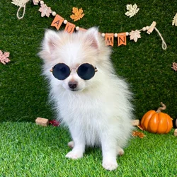 car_main_img_/media/ap_media/pets/QLMKDGZXNIAA143820.webp.250x250_q85.webp