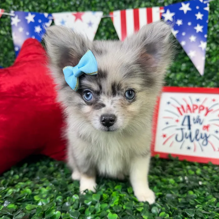 Female Pomchi puppy named Bonnie for sale at Puppy Dreams - North Richland Hills.