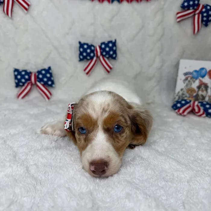 Female Dachshund puppy named Pearl for sale at Puppy Dreams - Garland.
