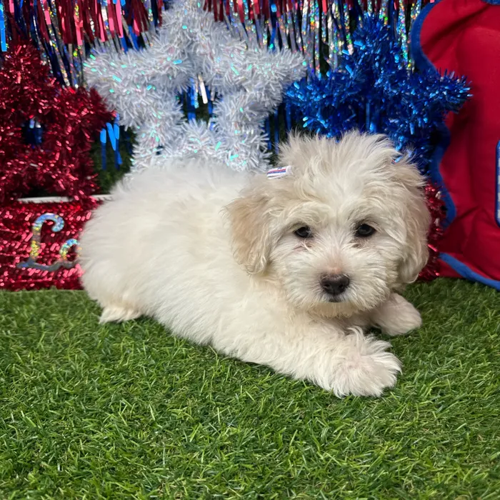 Female Shipoo puppy named Smooches for sale at Puppy Dreams - Arlington.