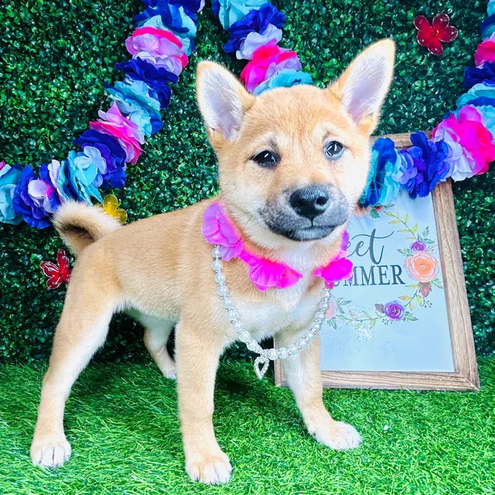 Female Shiba Inu puppy named *Odessa* for sale at Puppy Dreams - Mansfield.