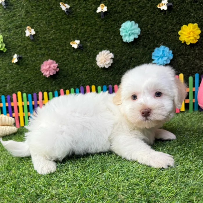 Male Havanese puppy named Teddy for sale at Puppy Dreams - Carrollton.
