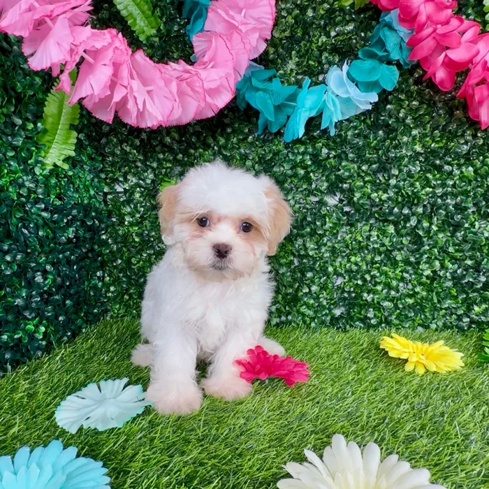 Female Teddy Bear puppy named Ragdoll for sale at Puppy Dreams - Denton.