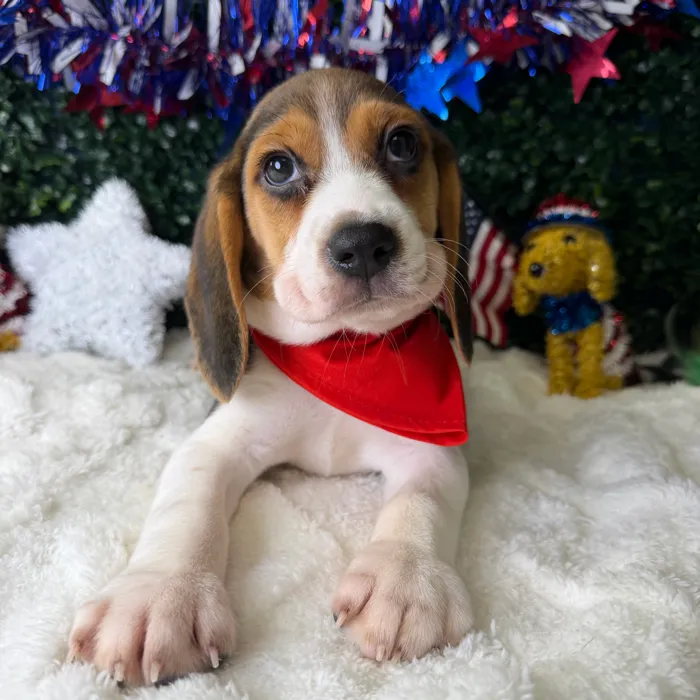 Male Beagle puppy named Rex for sale at Puppy Dreams - Garland.