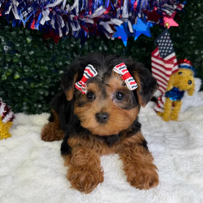Female Yorkie-Poo puppy named Pearl for sale at Puppy Dreams - Garland.