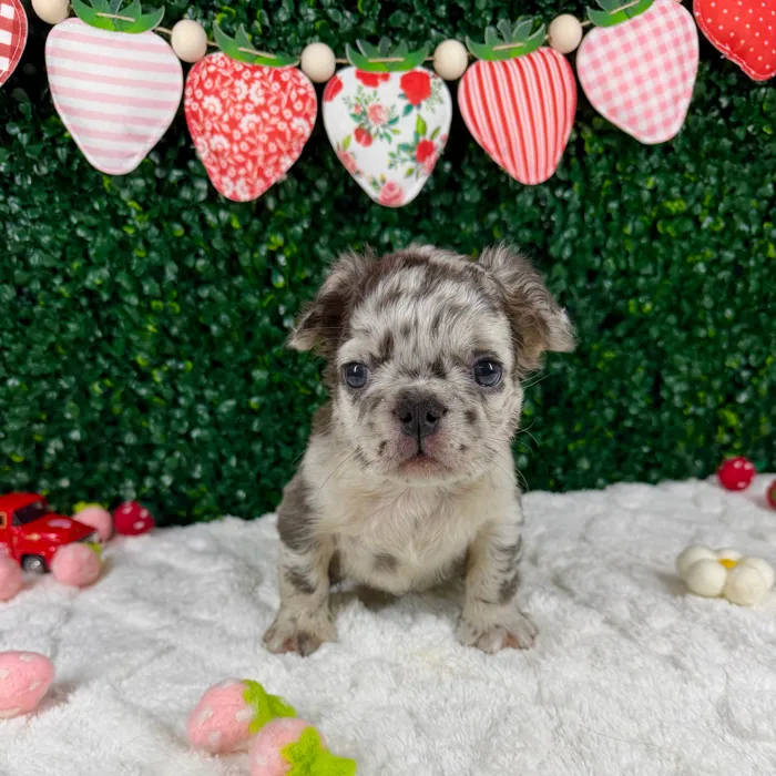 Male Fluffy French Bulldog puppy named Thunder for sale at Puppy Dreams - Garland.