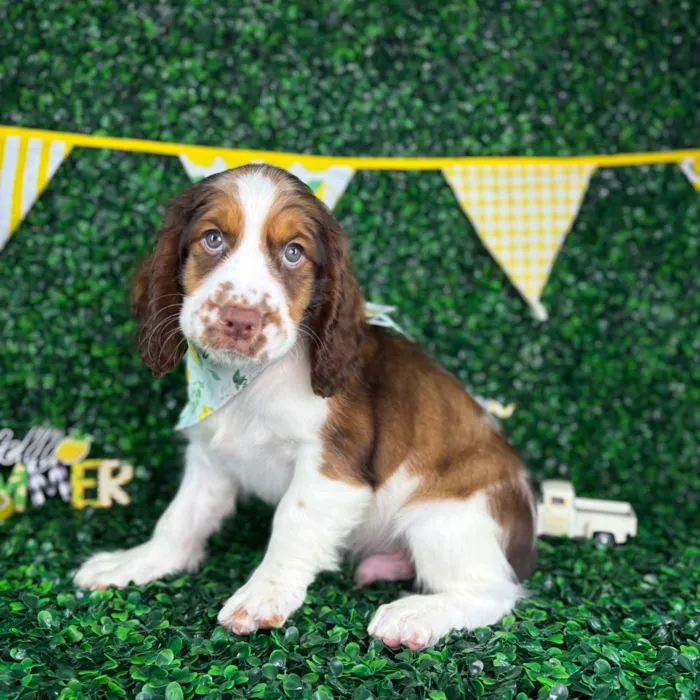 Male English Springer Spaniel puppy named Archie for sale at Puppy Dreams - North Richland Hills.
