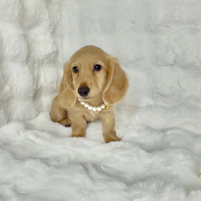 Female Dachshund puppy named Wendys for sale at Puppy Dreams - Denton.