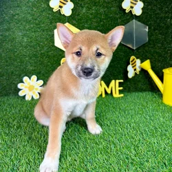 car_main_img_/media/ap_media/pets/QVPGEKLSCTJN133258.webp.250x250_q85.webp
