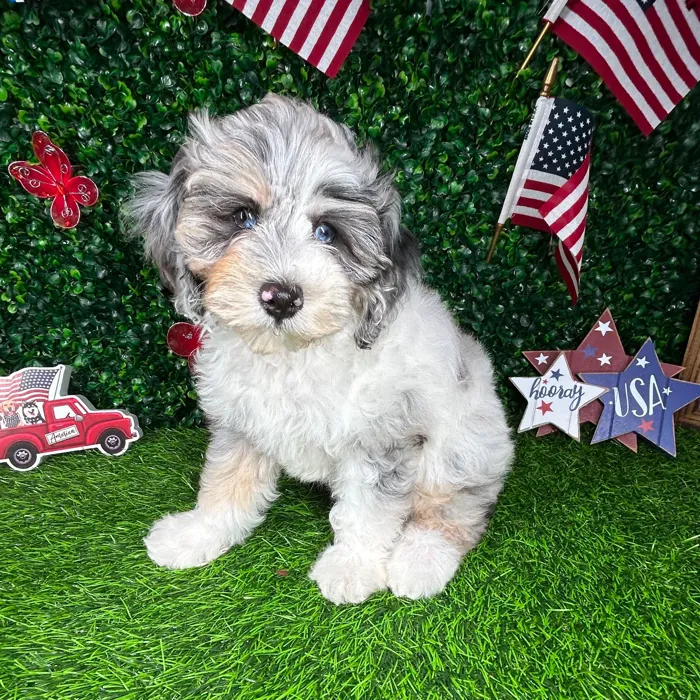 Female Cockapoo puppy named *Cupcake* for sale at Puppy Dreams - Mansfield.