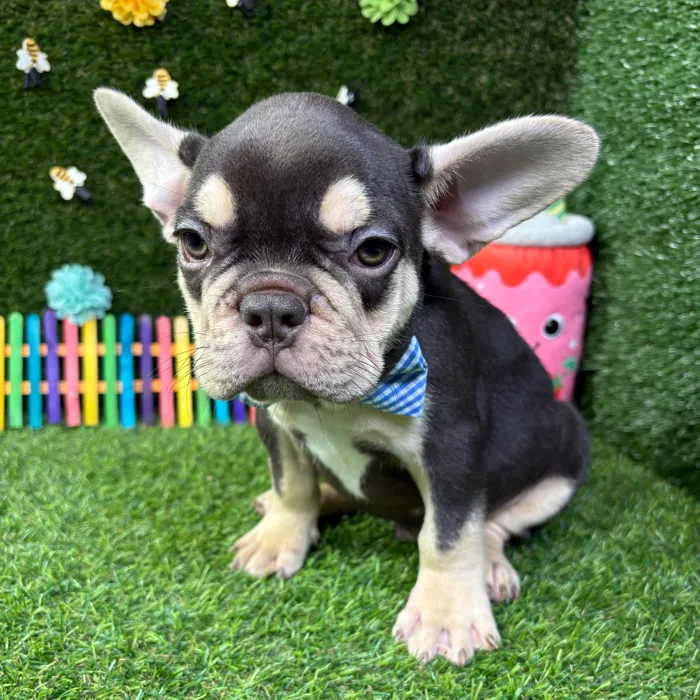Male French Bulldog puppy named Cosmo for sale at Puppy Dreams - Carrollton.