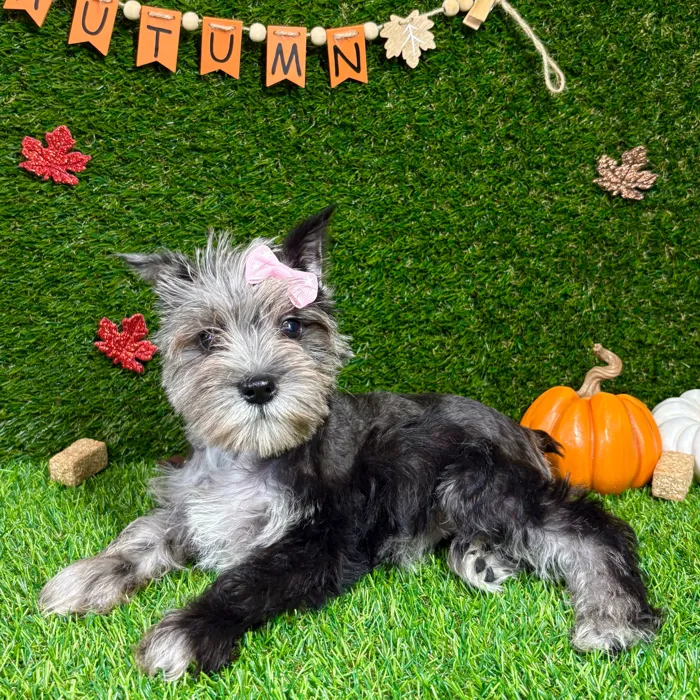 image_cropper_6C5D4CB2-C693-4199-82AA-5AEDAA1ADE1A-11077-00000383B94B6F60.jpg