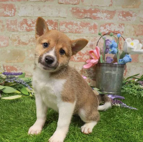 Male Shiba Inu puppy for sale at Puppy Dreams - Arlington.