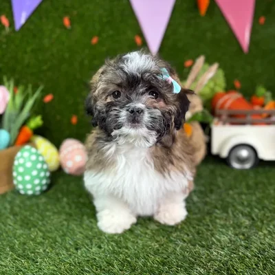 Female Teddy Bear puppy named Daffy for sale at Puppy Dreams - North Richland Hills.