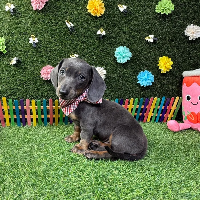 Male Dachshund puppy named Smokey for sale at Puppy Dreams - Carrollton.