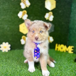 car_main_img_/media/ap_media/pets/RHMPSSLDQERT134361.webp.250x250_q85.webp