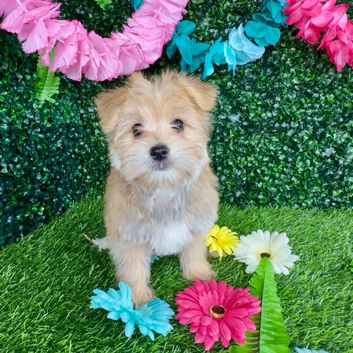Male Morkie puppy named Truffle for sale at Puppy Dreams - Denton.