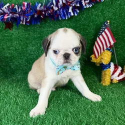 car_main_img_/media/ap_media/pets/RHWHKLXQKHPR128874.webp.250x250_q85.webp