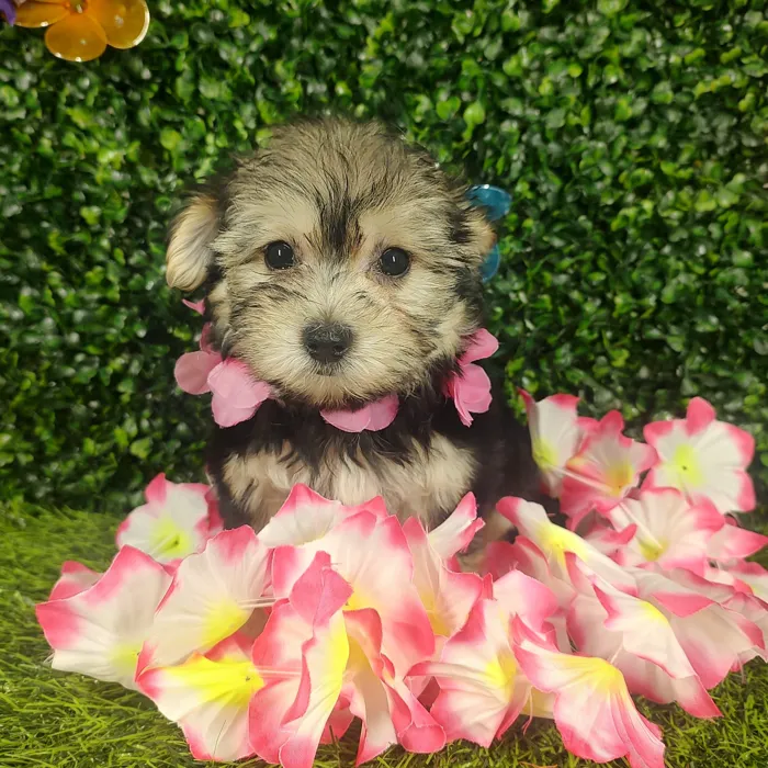 Female Morkie puppy named *Aubrey* for sale at Puppy Dreams - Mansfield.