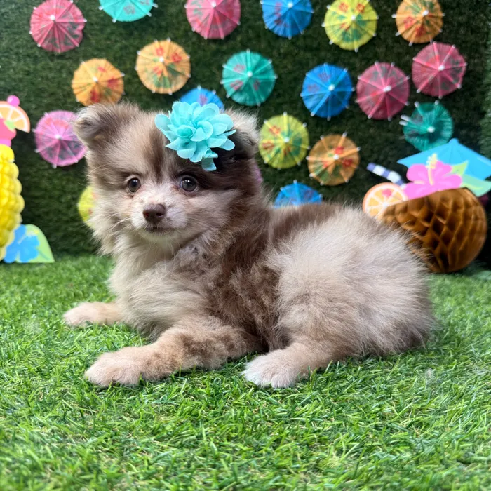 Female Pomeranian puppy named Bella for sale at Puppy Dreams - Carrollton.