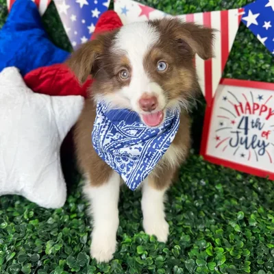 Male Mini Aussie puppy named Benji for sale at Puppy Dreams - North Richland Hills.