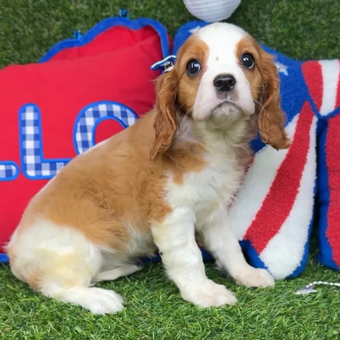 Female Cavalier King Charles Spaniel puppy named Toffee for sale at Puppy Dreams - Arlington.