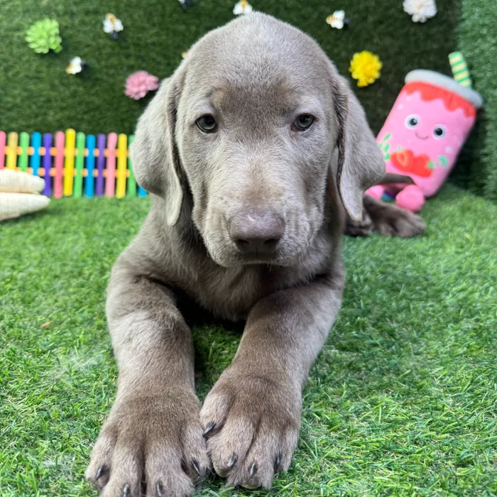 Female Labrador Retriever puppy named Daisy for sale at Puppy Dreams - Carrollton.