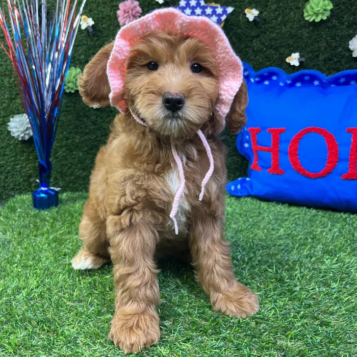 Female Mini Goldendoodle puppy named April for sale at Puppy Dreams - Carrollton.