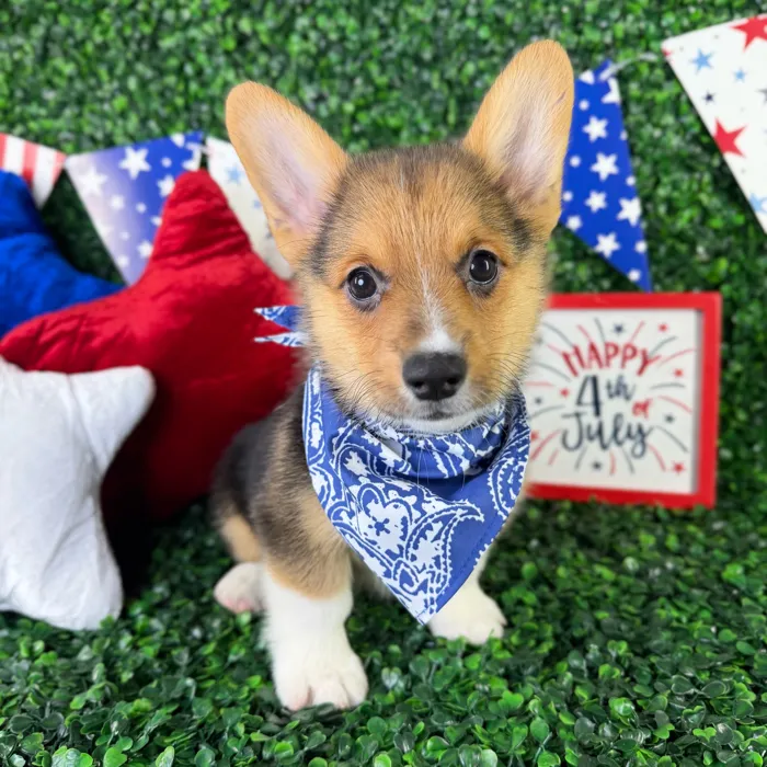 Male Pembroke Welsh Corgi puppy named Peanut for sale at Puppy Dreams - North Richland Hills.