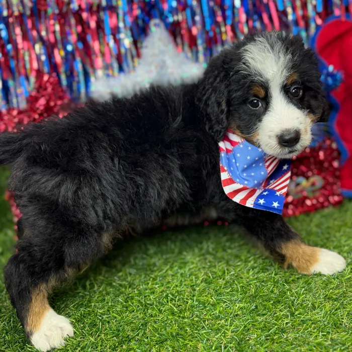 Male Bernedoodle puppy named Fuzz Ball for sale at Puppy Dreams - Arlington.