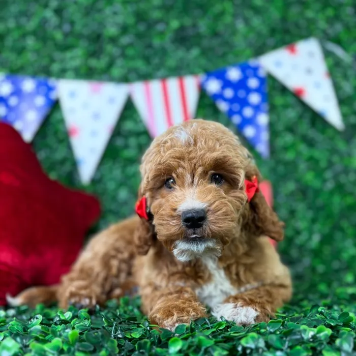 Female Mini Goldendoodle puppy named Sandie for sale at Puppy Dreams - North Richland Hills.
