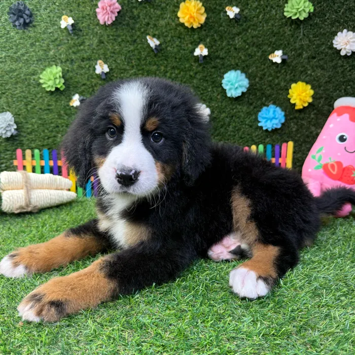 Male Bernese Mountain Dog puppy named Moose for sale at Puppy Dreams - Carrollton.