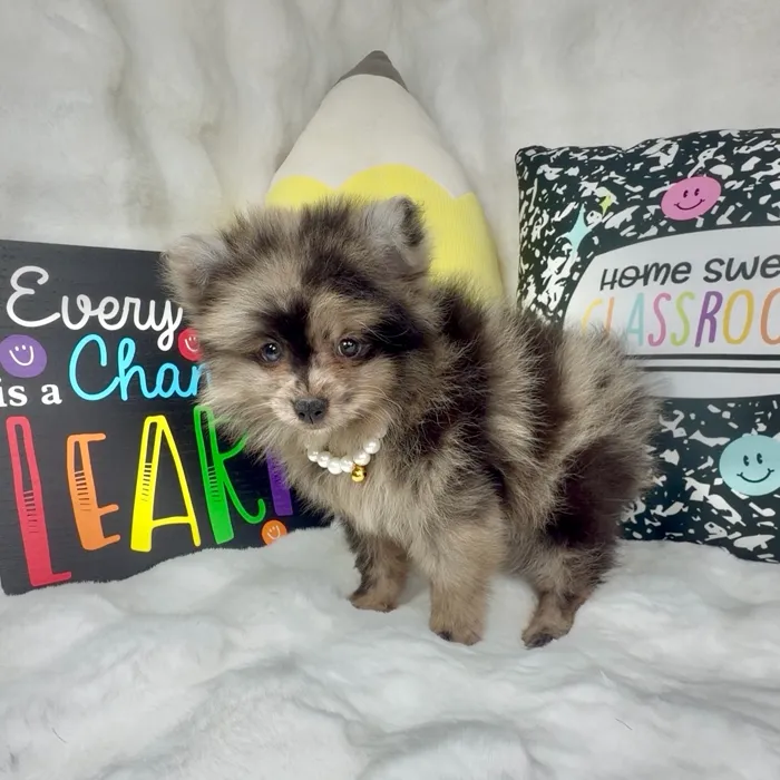 Female Pomeranian puppy named Berry for sale at Puppy Dreams - Denton.