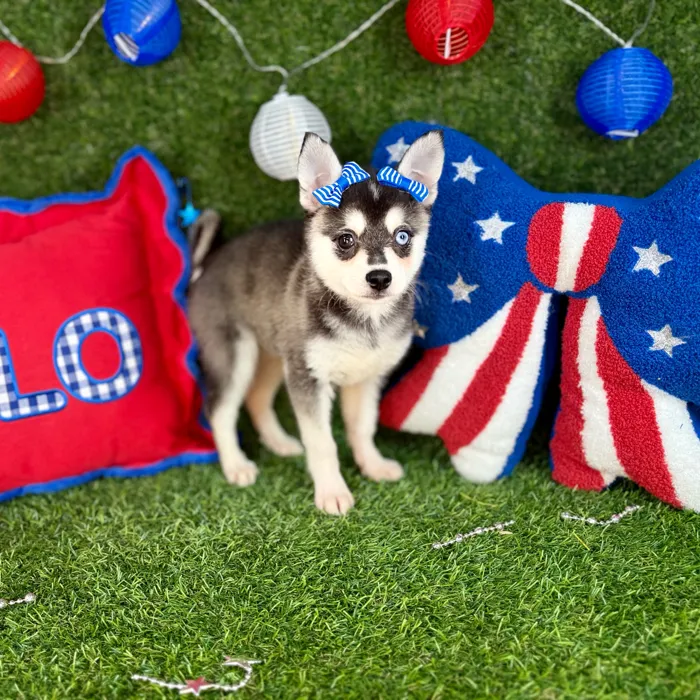 Female Alaskan Klee Kai puppy named Pepper for sale at Puppy Dreams - Arlington.