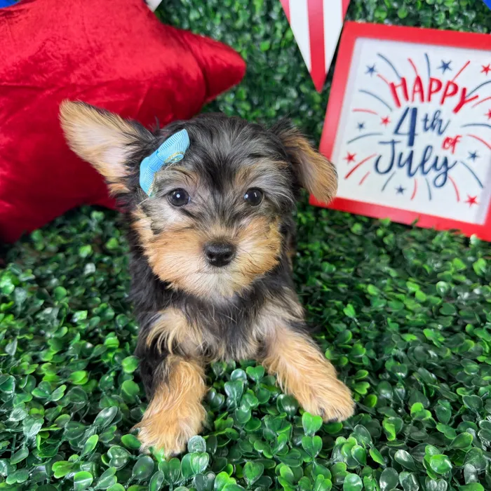 Female Silky Terrier puppy named Penny for sale at Puppy Dreams - North Richland Hills.