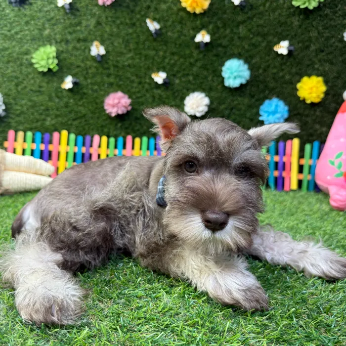 Male Mini Schnauzer puppy named Otto for sale at Puppy Dreams - Carrollton.