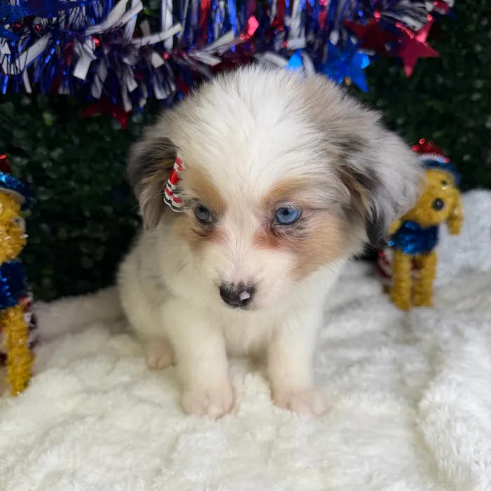Female Mini Aussie puppy named Xena for sale at Puppy Dreams - Garland.