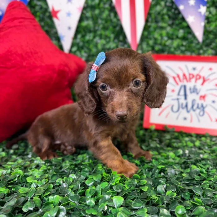 Female Dachshund puppy named Ruth for sale at Puppy Dreams - North Richland Hills.