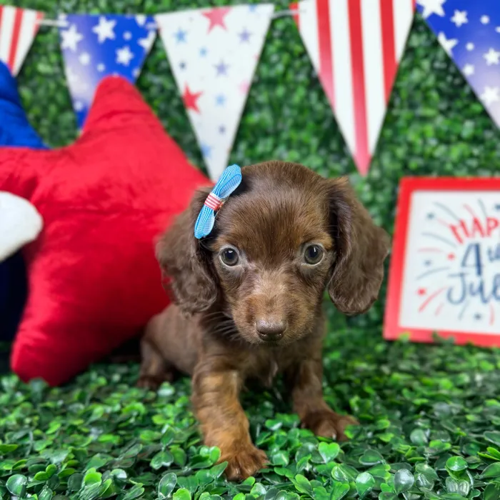 Female Dachshund puppy named Ruth for sale at Puppy Dreams - North Richland Hills.