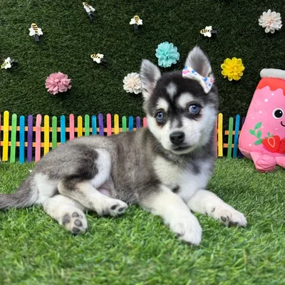 Female Alaskan Klee Kai puppy named Nova for sale at Puppy Dreams - Carrollton.