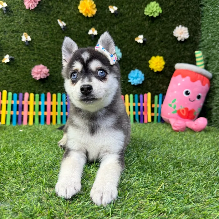 Female Alaskan Klee Kai puppy named Nova for sale at Puppy Dreams - Carrollton.