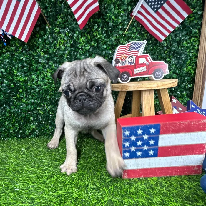 Male Pug puppy named *Porkchop* for sale at Puppy Dreams - Mansfield.