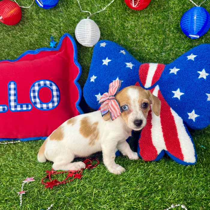 Female Chiweenie puppy named Lucy for sale at Puppy Dreams - Arlington.
