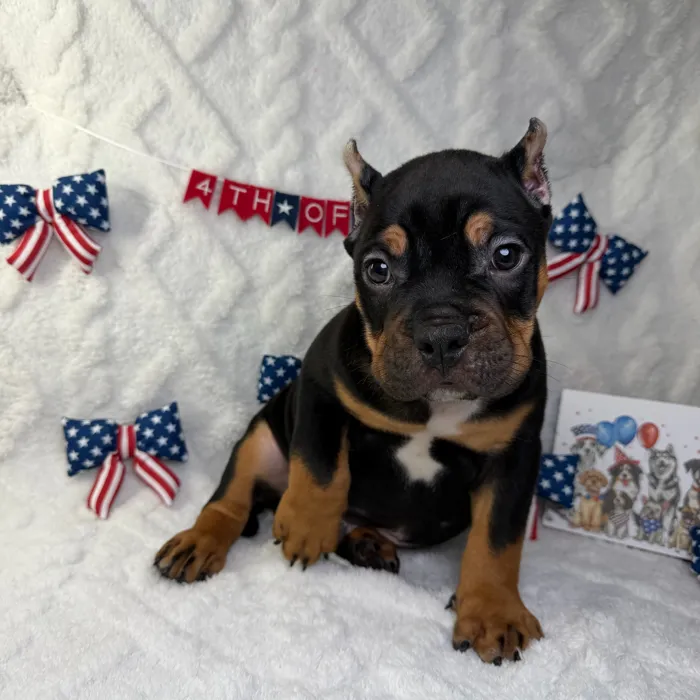 Male American Bully puppy named Legend for sale at Puppy Dreams - Garland.