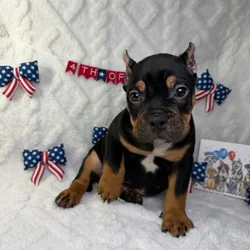 Male American Bully puppy named Legend for sale at Puppy Dreams - Garland.