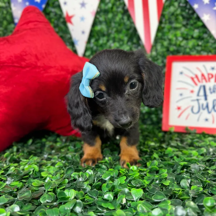 Female Dachshund puppy named Lucy for sale at Puppy Dreams - North Richland Hills.