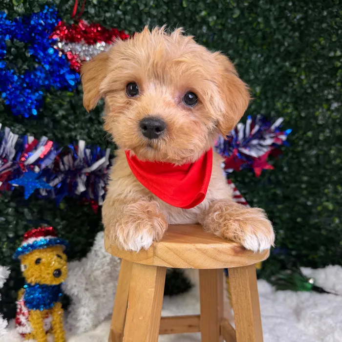 Male Yochon puppy named Max for sale at Puppy Dreams - Garland.