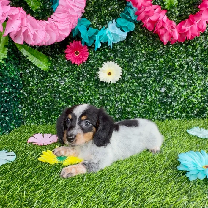 Female Dachshund puppy named Meryl Streep for sale at Puppy Dreams - Denton.